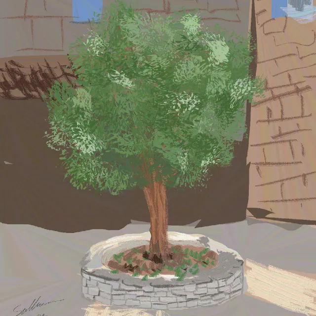Petit arbre planté dans un bac circulaire en pierre, ruelle aux murs beiges, feuillage vert dense
